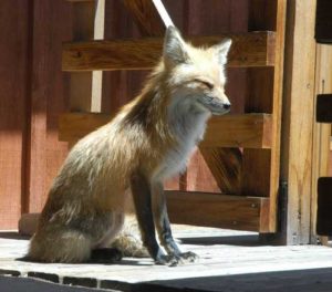 Sunny Fox-Evergreen CO